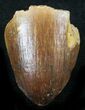 Cretaceous Fossil Crocodile Tooth - Morocco #26302-1